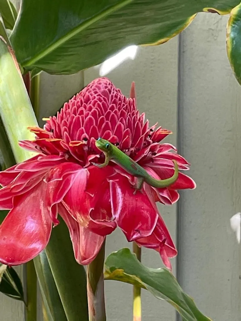 Holiday home Hale Kamaole 340 Villa Wailea